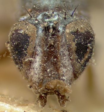 Media type: image;   Entomology 13275 Aspect: head frontal view
